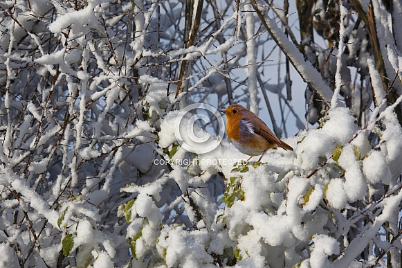 European Robin (Erithacus rubecula) European Robin (Erithacus rubecula)
