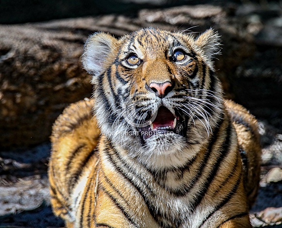 Malayan tiger cubs