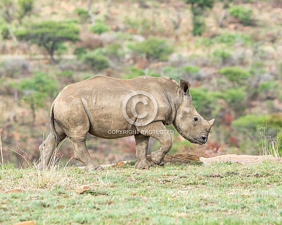 White Rhino Calf White Rhino Calf