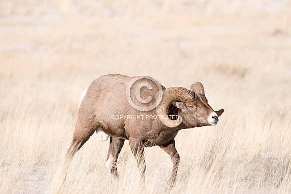 Big horn sheep (wild)