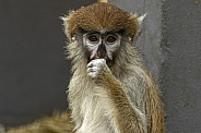 Young Patas Monkey Thumb In Mouth