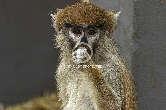 Young Patas Monkey Thumb In Mouth Young Patas Monkey Thumb In Mouth