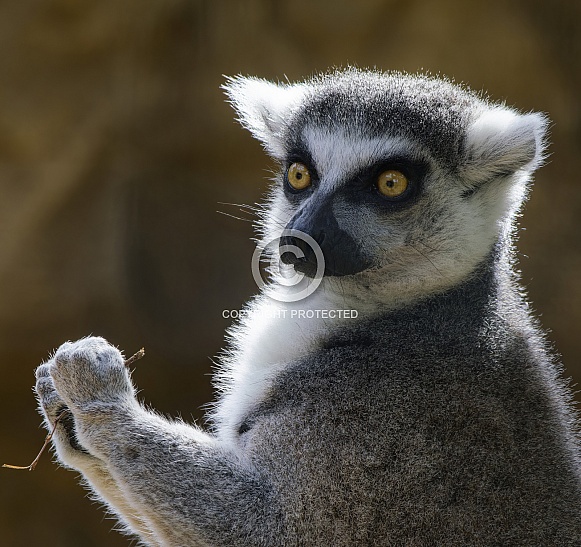 Lemurs