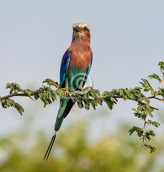 Lilac-breasted Roller Lilac-breasted Roller