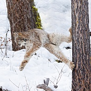 Canada Lynx
