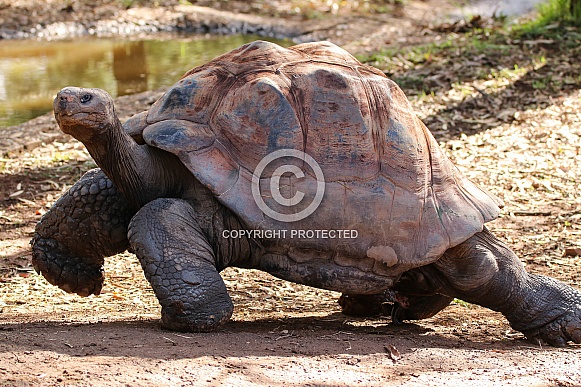 Galapagos Tortoise