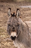 Donkey looking at you