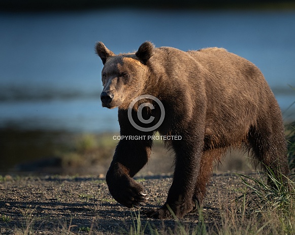 Male bear on a sunset stroll Male bear on a sunset stroll