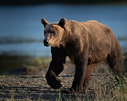 Male bear on a sunset stroll