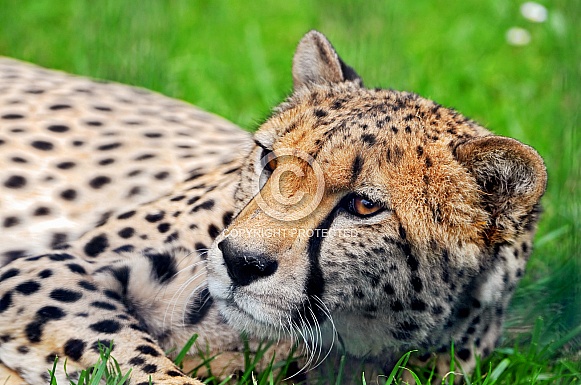 Cheetah Cheetah