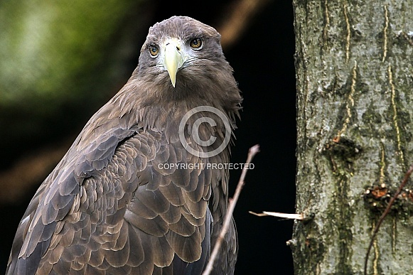 White Tailed Sea Eagle White Tailed Sea Eagle