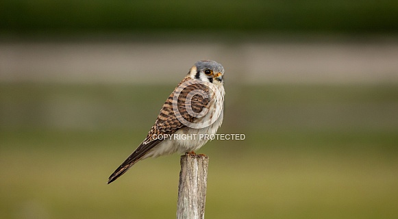 American Kestrel American Kestrel