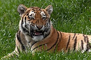Amur Tiger Cub Snarling Lying Down