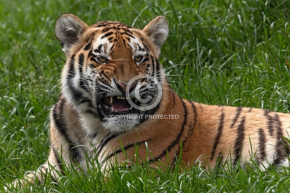 Amur Tiger Cub Snarling Lying Down