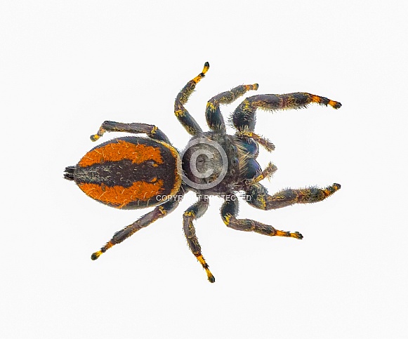 Brilliant Jumping Spider - Phidippus Clarus - family Salticidae - large male with rusty orange red side stripes with a black median stripe on abdomen isolated on white background top dorsal view