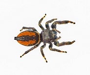 Brilliant Jumping Spider - Phidippus Clarus - family Salticidae - large male with rusty orange red side stripes with a black median stripe on abdomen isolated on white background top dorsal view