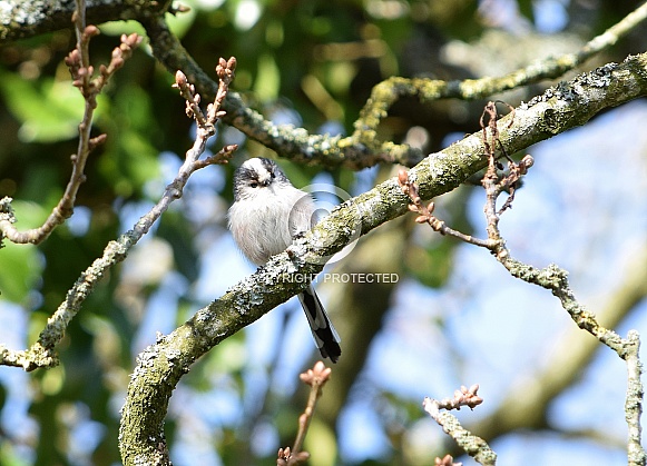 Long tailed tit