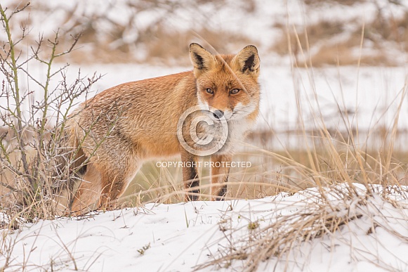 Red Fox Red Fox