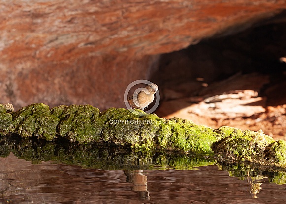 western tanager, Piranga ludoviciana western tanager, Piranga ludoviciana