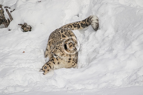 Snow Leopard