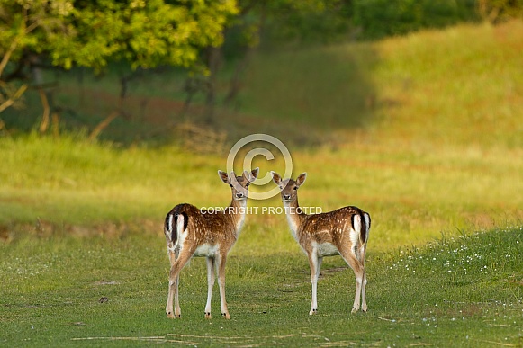 Fallow deer