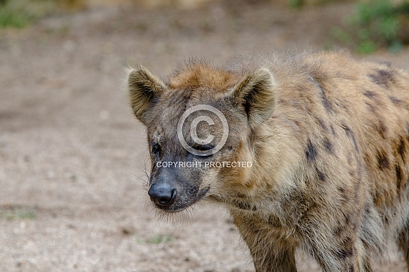 Hyena