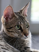 Savannah cat Gaia