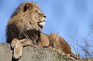 African lions