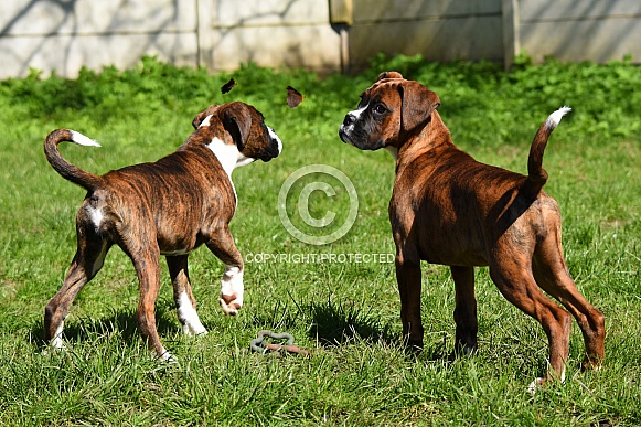 Boxer puppies watching the butterflies