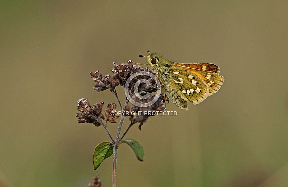 Silver Spotted Skipper Silver Spotted Skipper