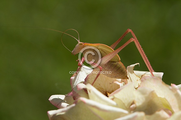 Katydid (Juvenile) on rose petals