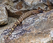 Rio Fuerte Beaded Lizard
