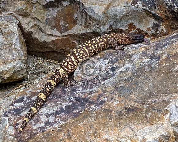 Rio Fuerte Beaded Lizard Rio Fuerte Beaded Lizard