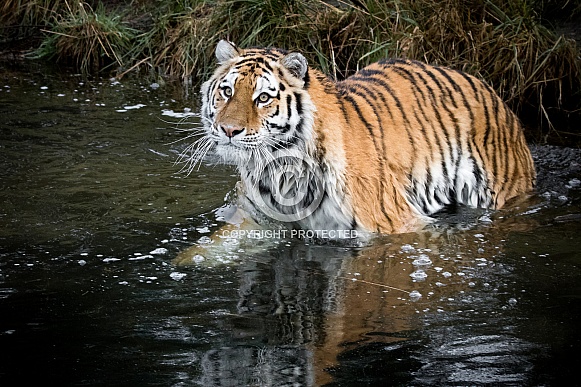 Amur tiger in the water