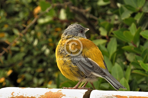 Sierra Finch Sierra Finch