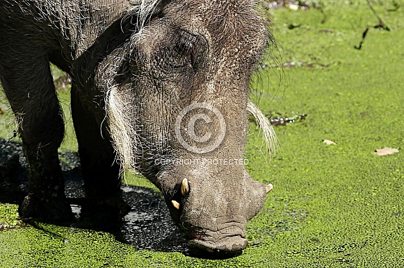 Warthog