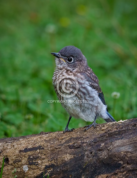 Baby Eastern Bluebird