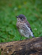 Baby Eastern Bluebird