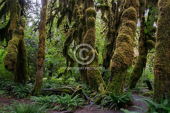 Hoh Rainforest (Olympic National Park, USA)