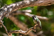 Hummingbird
