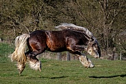 Gypsy Horse--Jumpin Gypsy