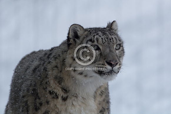 Snow Leopard in the Snow