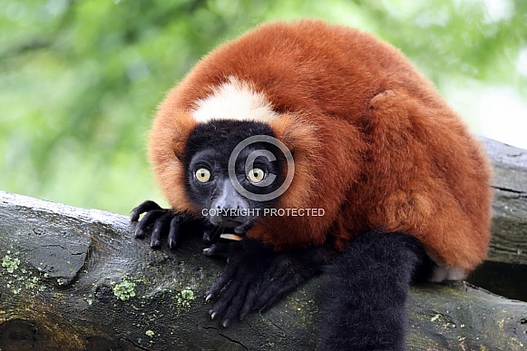 Red Vari (Varecia rubra)