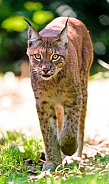 Lynx