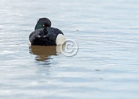 Male Goldeneye Male Goldeneye