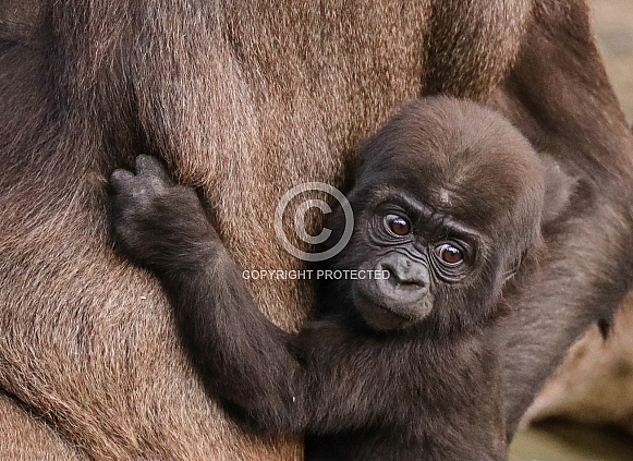 Baby Gorilla