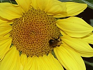 Bumble Bee on Sunflower