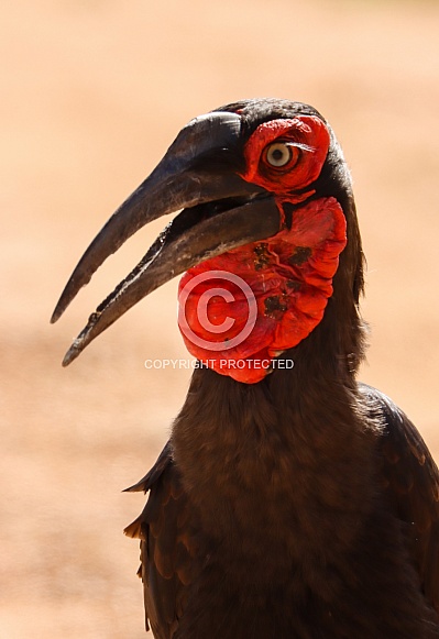 Southern Ground Hornbill