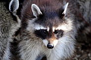 Raccoon (Procyon lotor)