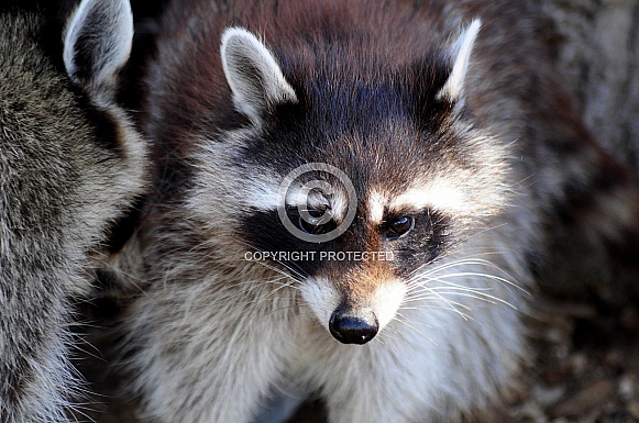 Raccoon (Procyon lotor)